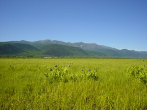 Цветы Прибайкалья